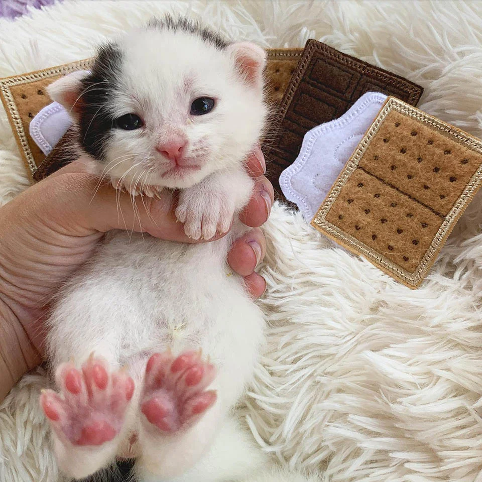 Dulce gatito rescatado