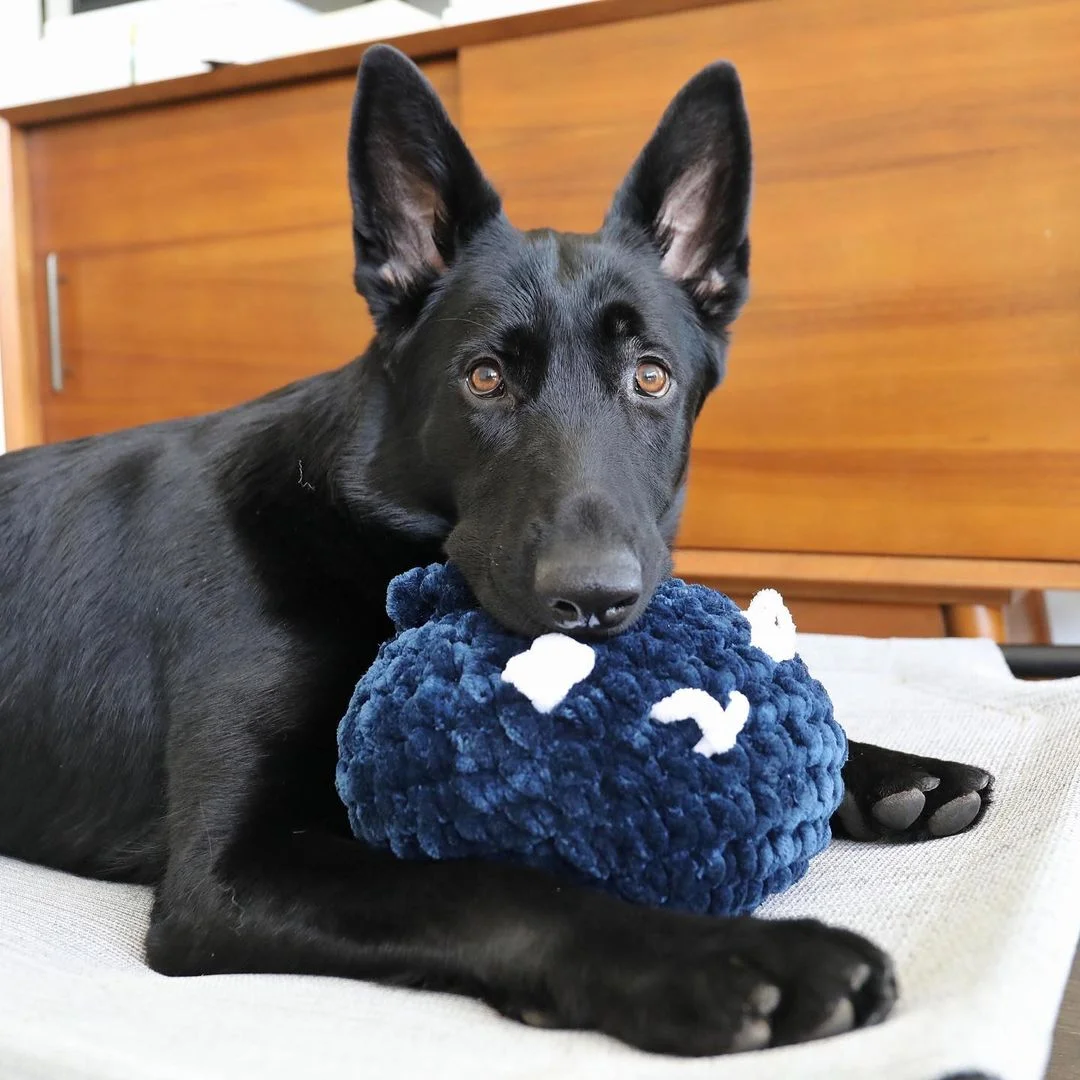 Esta perrita adora cuidar de todos los arándanos