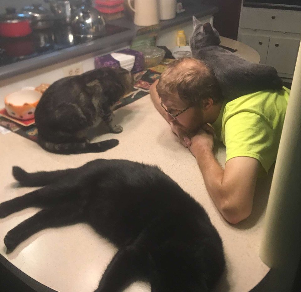 Familia de gatos