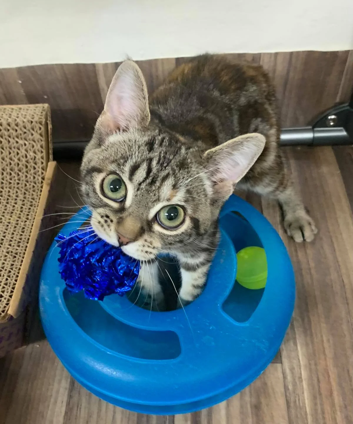 Gata y sus juguetes