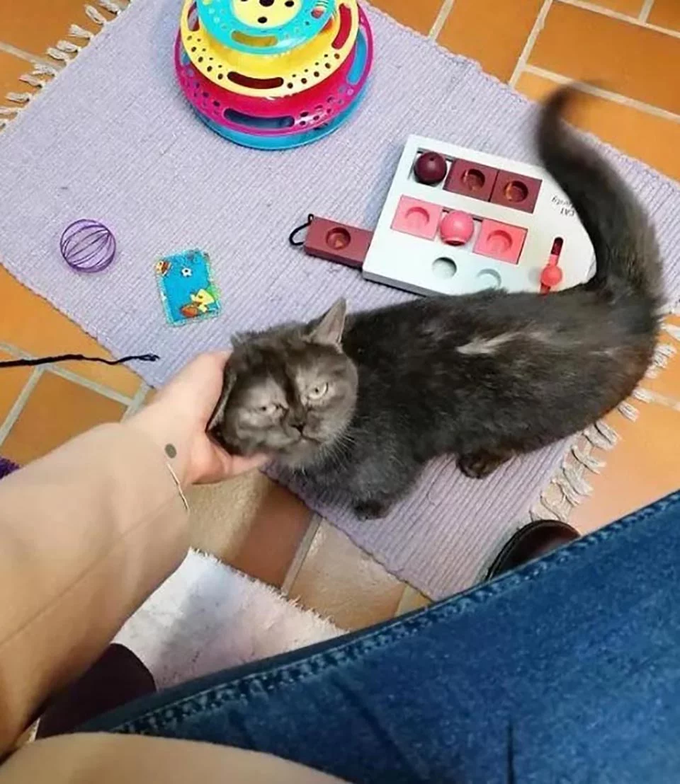 Gatita cara gruñona