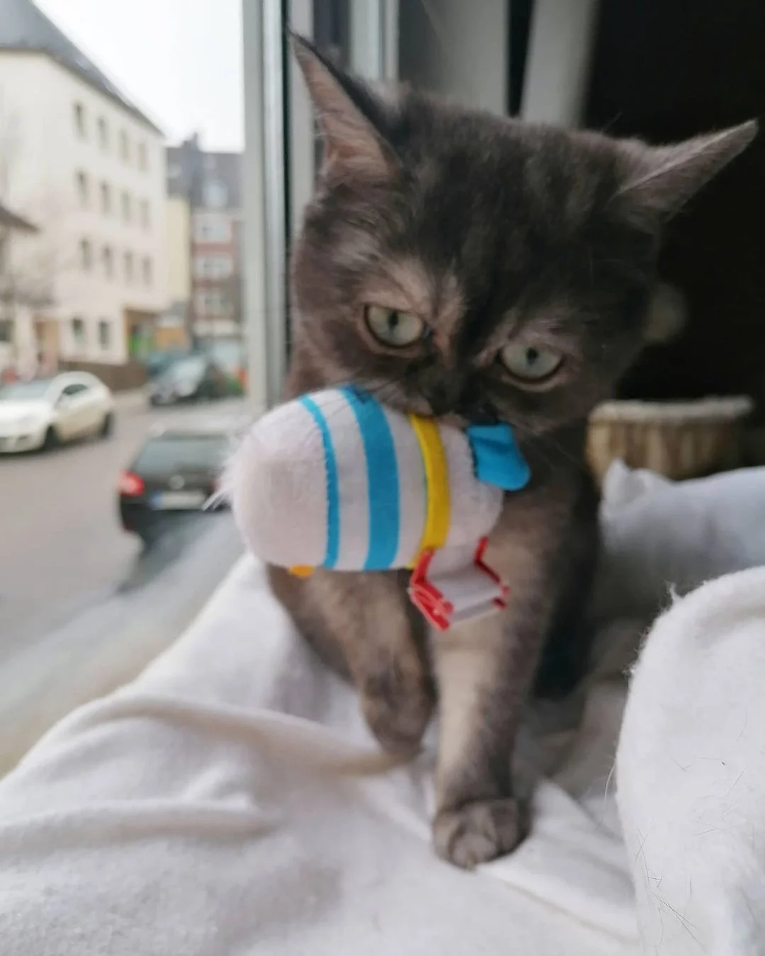 Gatita de cara gruñona