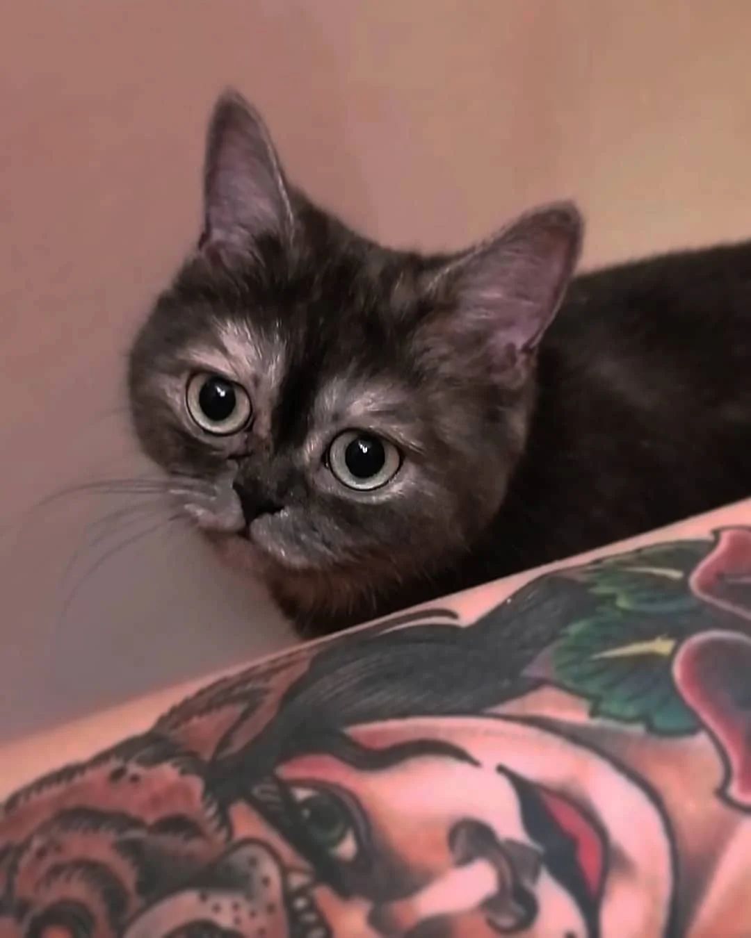 Gatita de grandes ojos