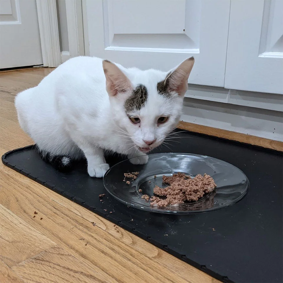 Gatita está feliz comiendo