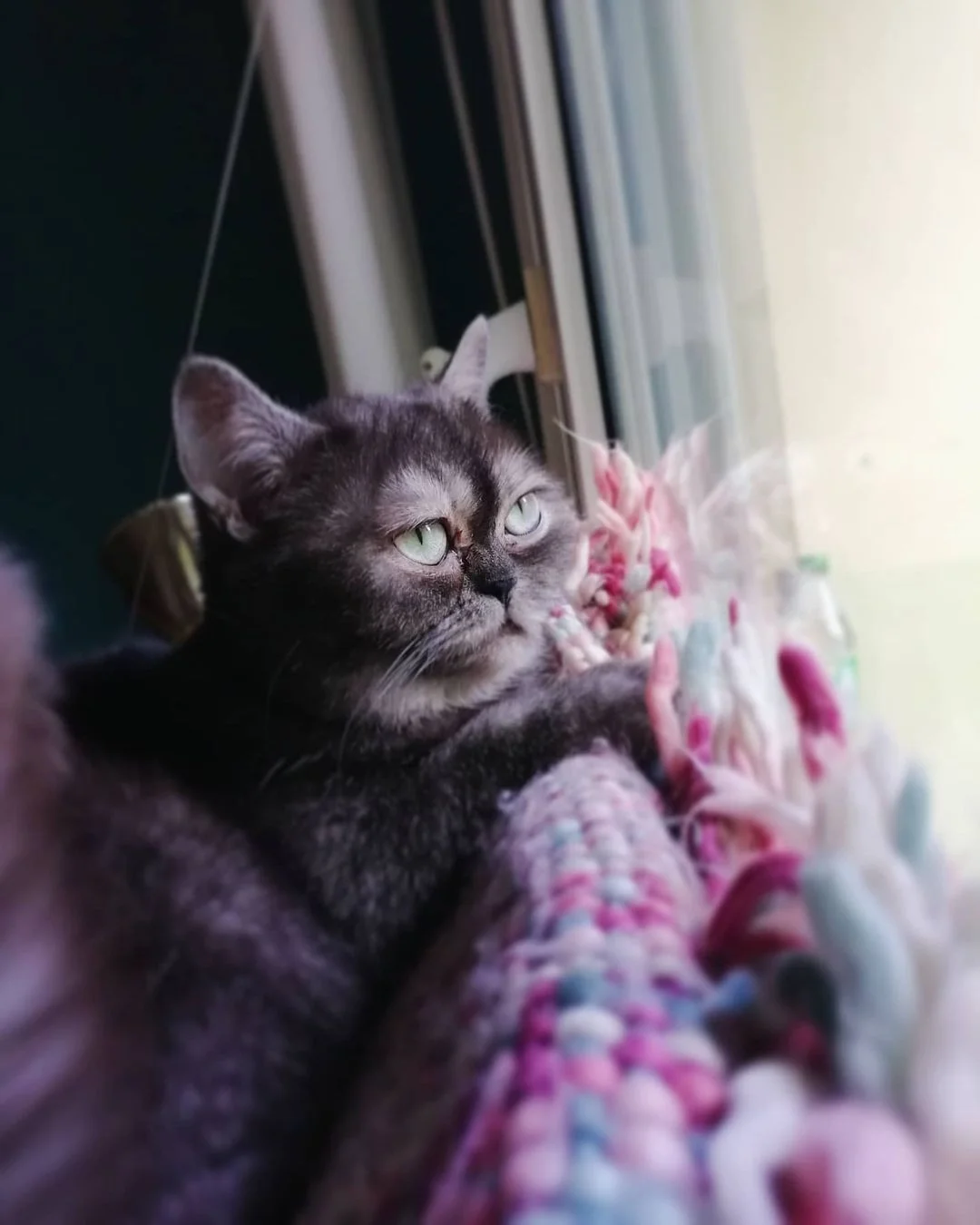 Gatita incomprendida con cara gruñona