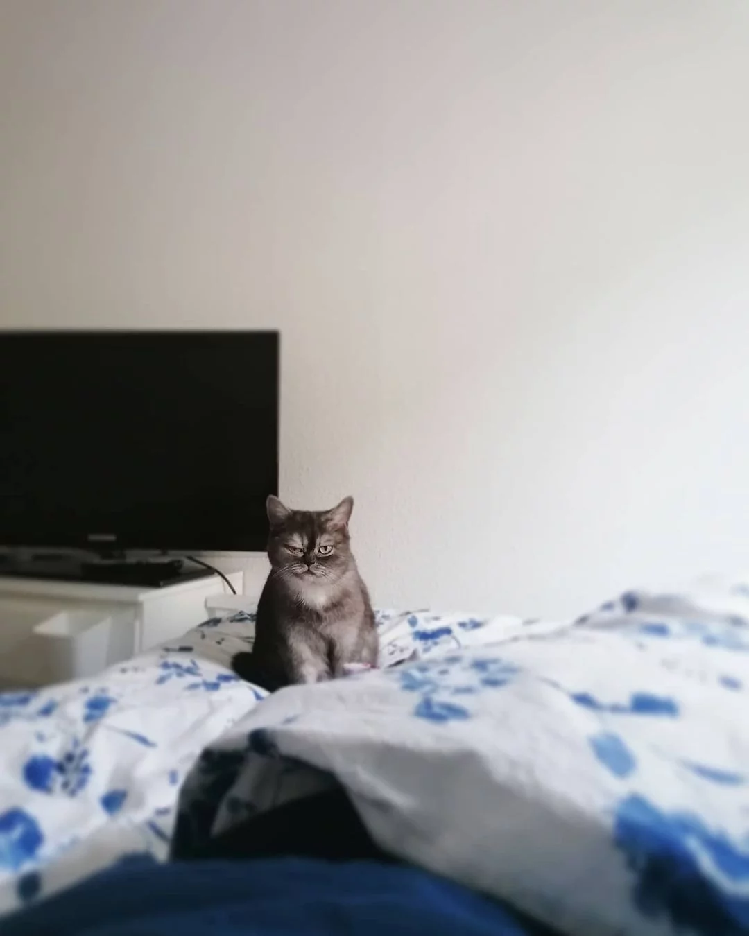 Gatita incomprendida por su cara gruñona