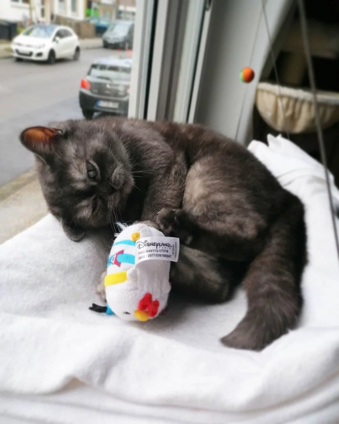 Gatita jugando