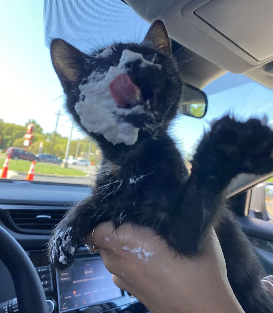 Gatita se emociona golosina