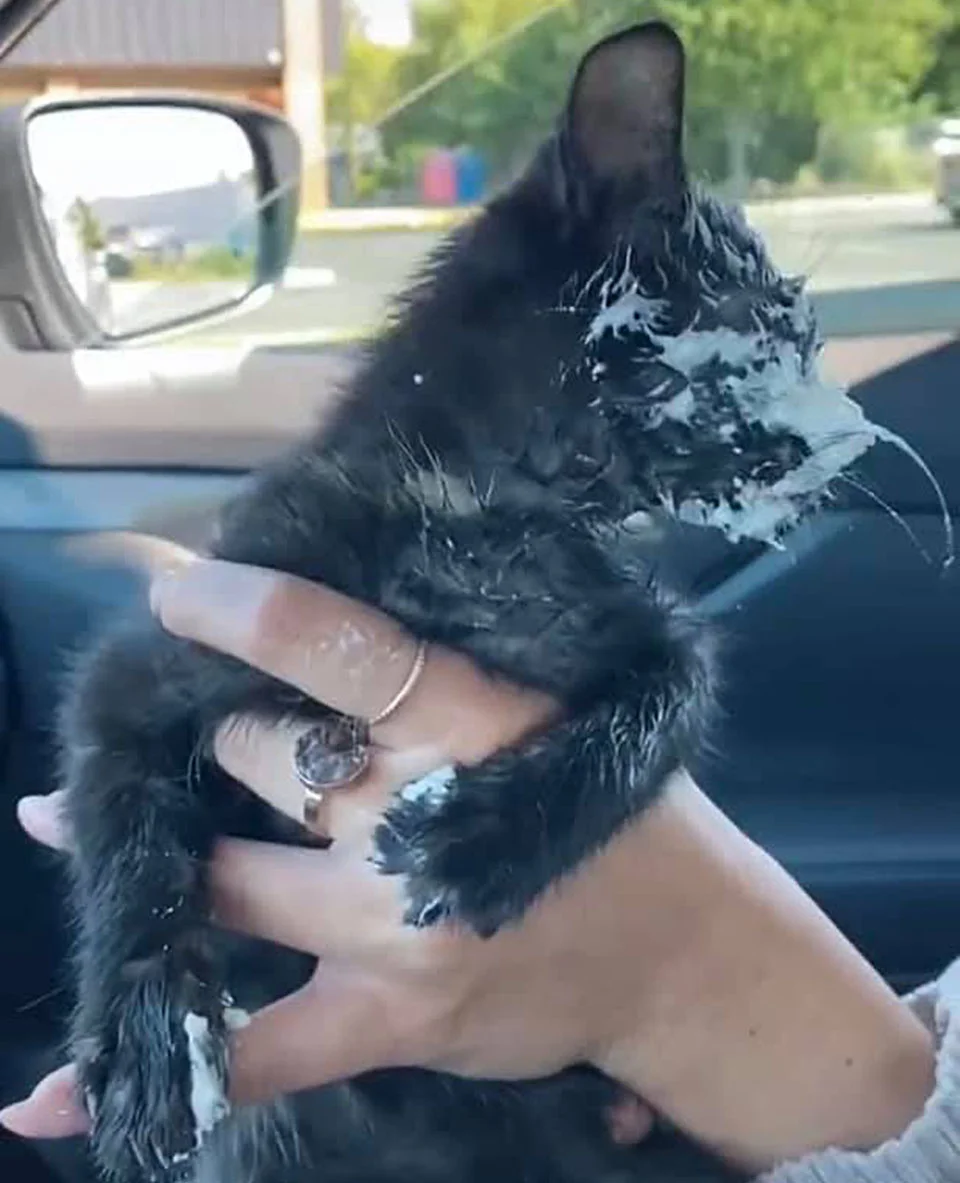 Gatita se emociona regalo