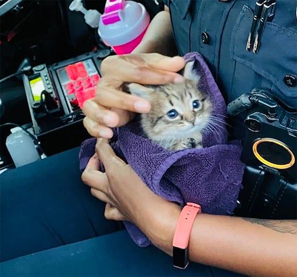 Gatito asustado