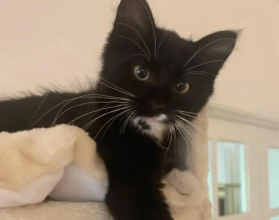 Felino de esmoquin