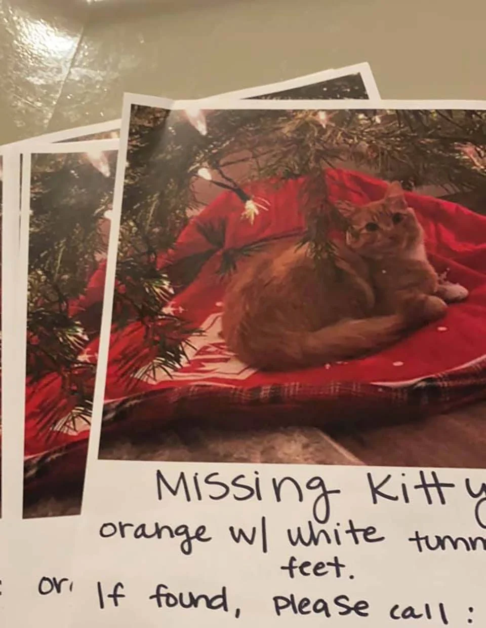 Gatito extraviado