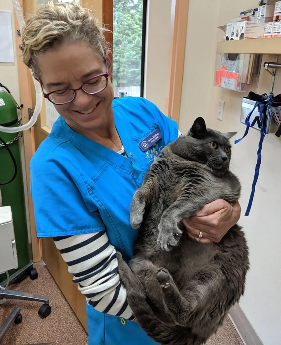 Gatito obeso está molesto