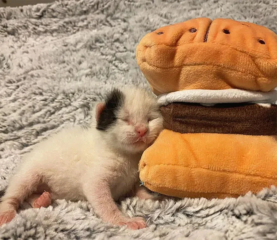 Gatito rescatado
