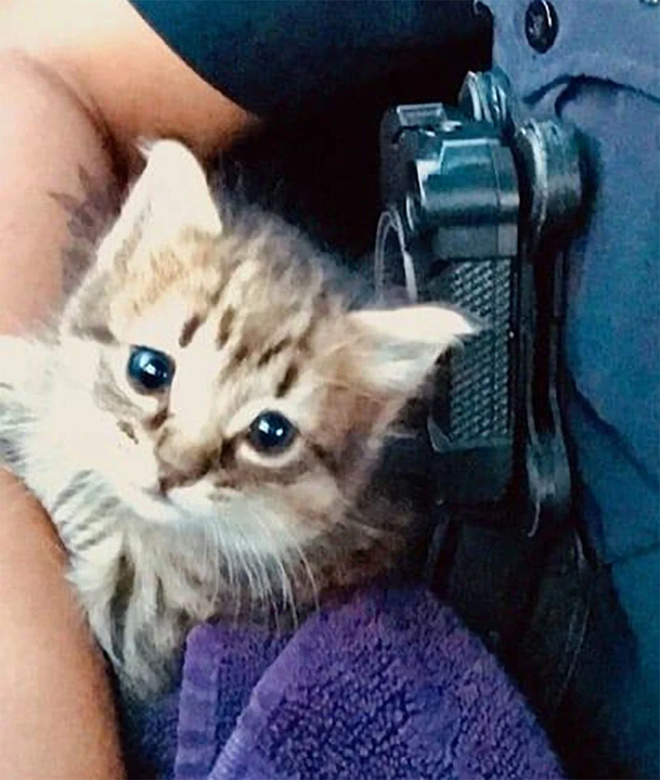 Gatito rescatado