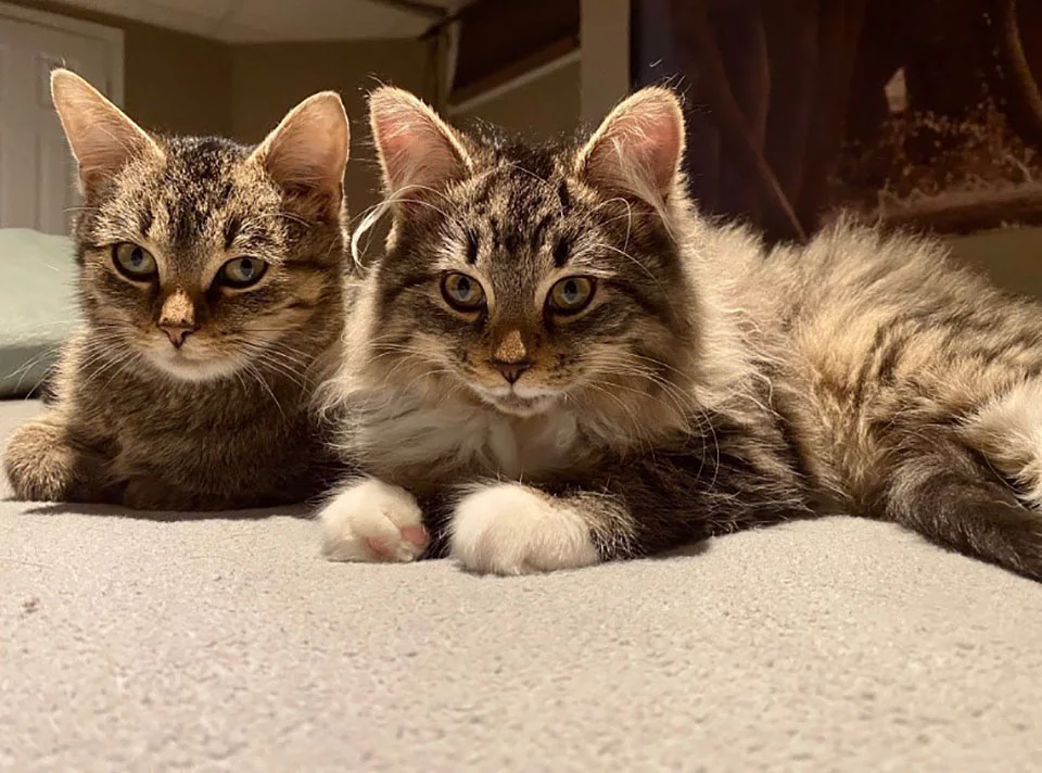 Gatito rescatado y su amigo