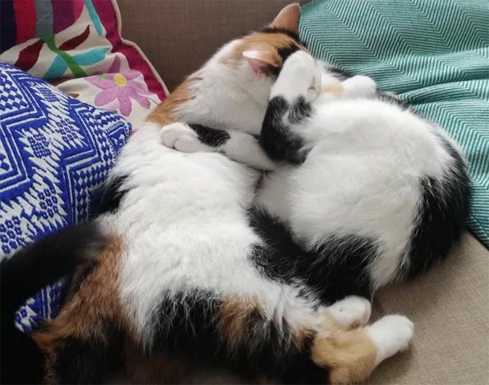 Gatitos abrazados