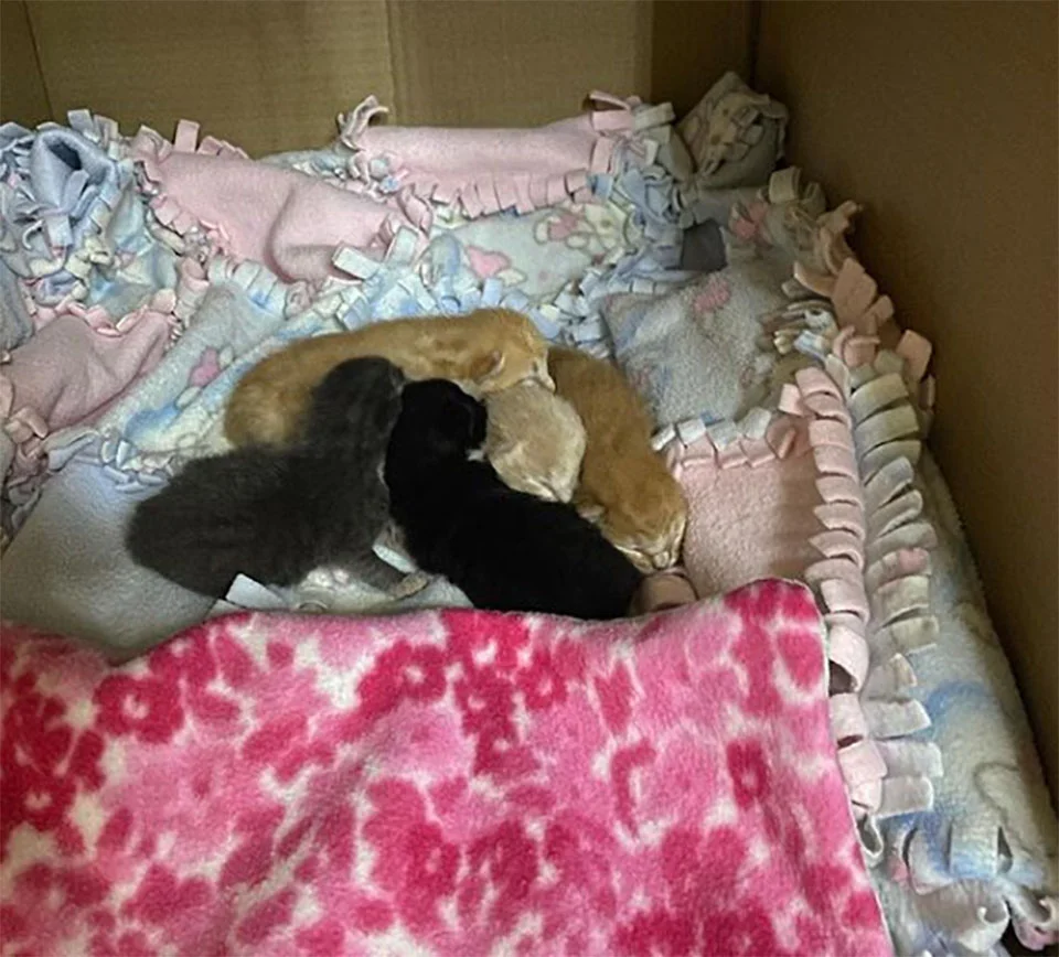 Hombre se hizo cargo gatitos
