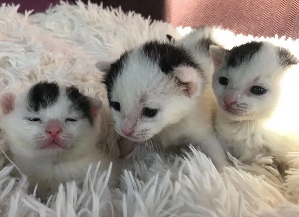 Gatitos rescatados