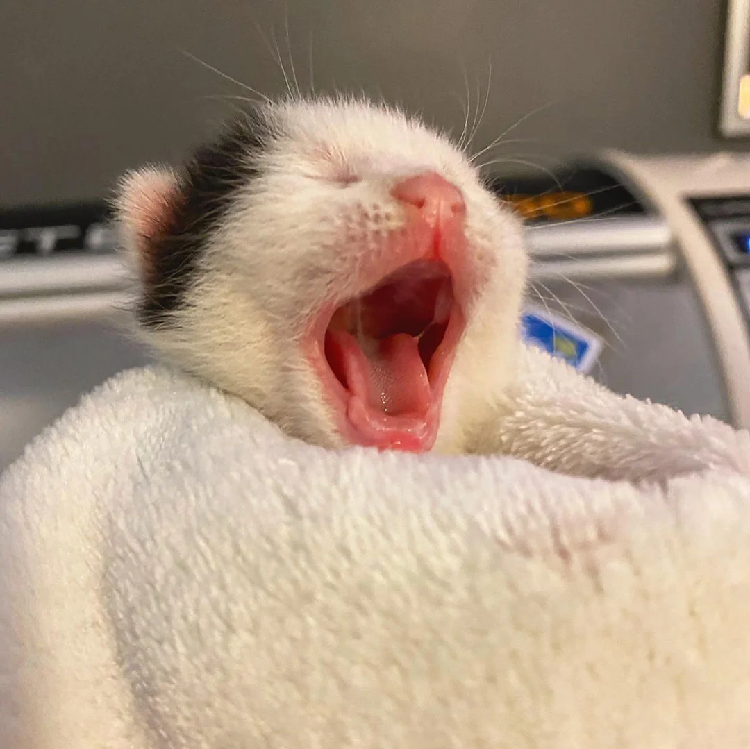 Gatitos rescatados a tiempo