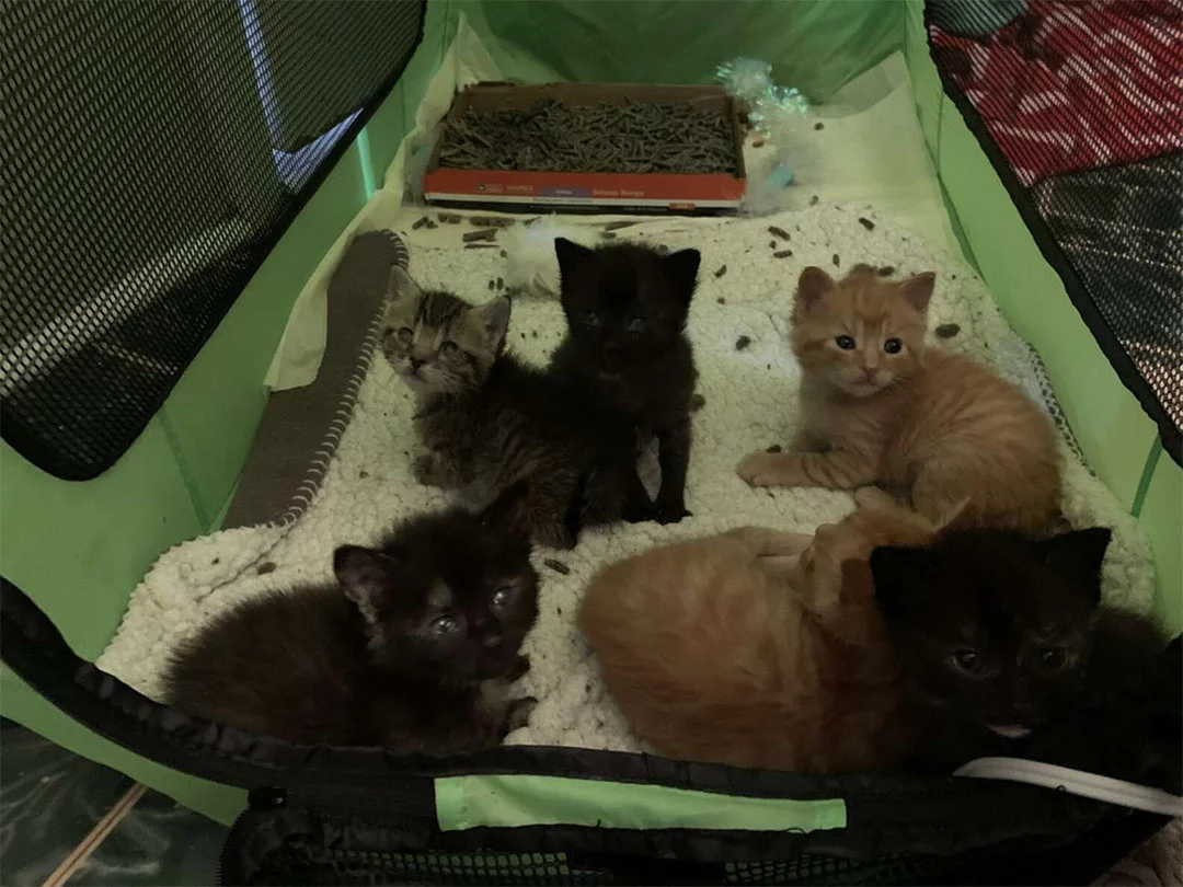 Gatitos rescatados