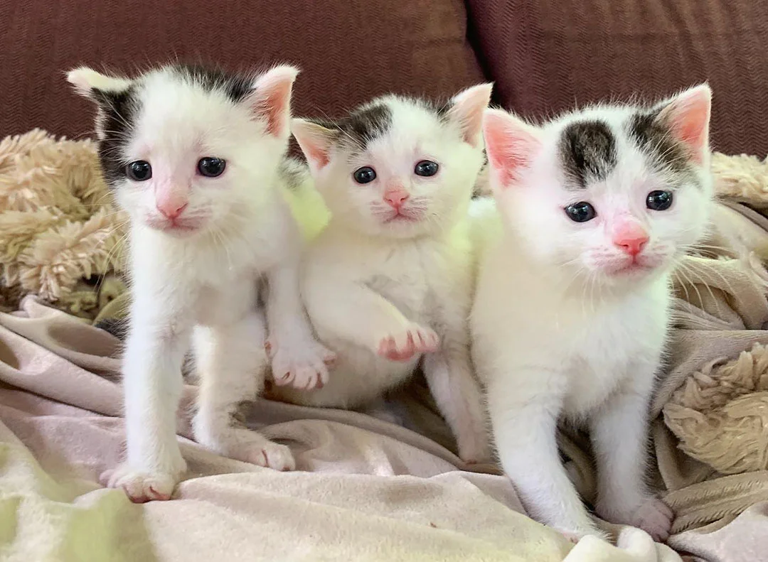 Gatitos salvados