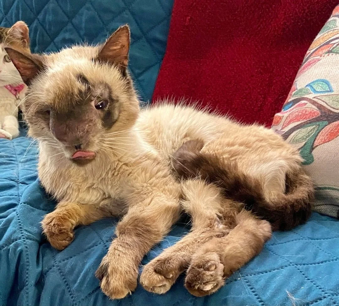 Gato con la cara mas dulce es feliz