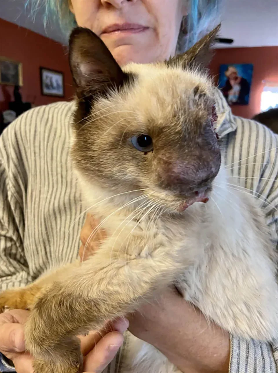 Gato de cara dulce