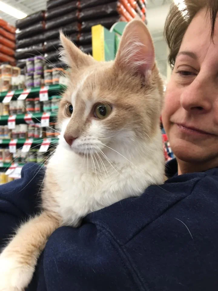 Gato rescatado feliz adoptado