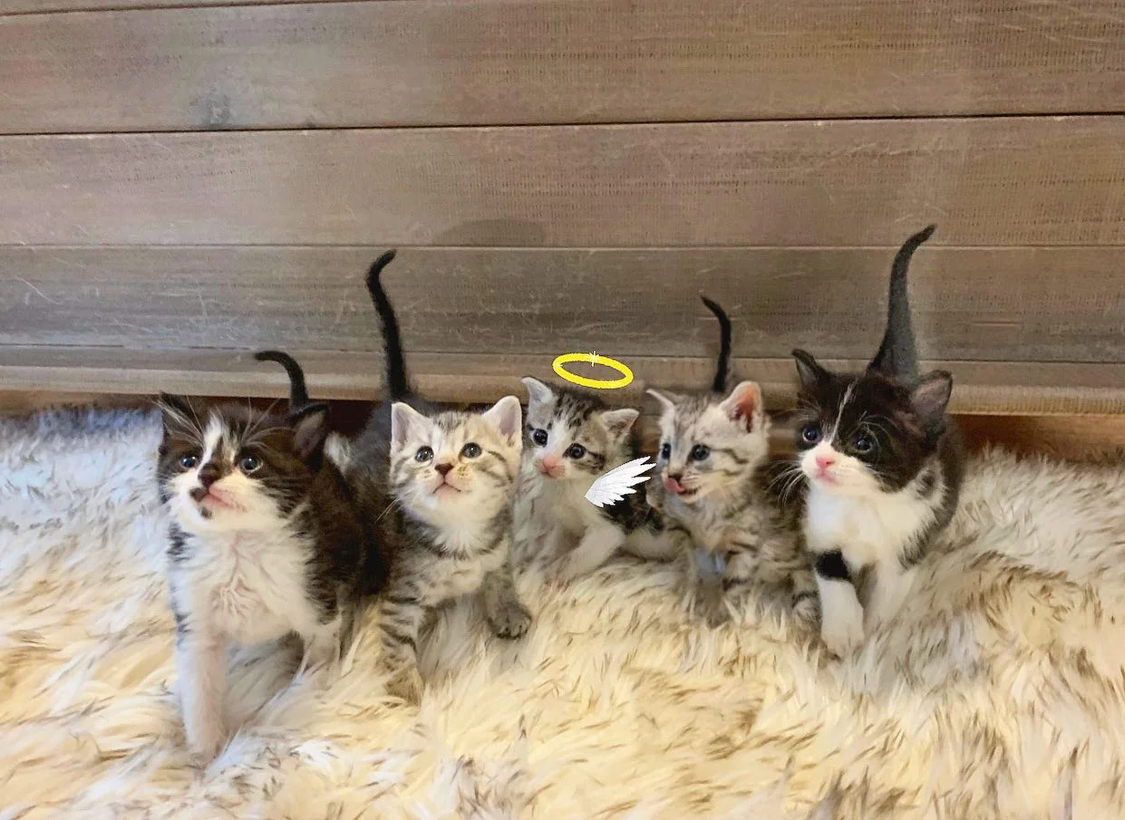 Grupo de gatitos