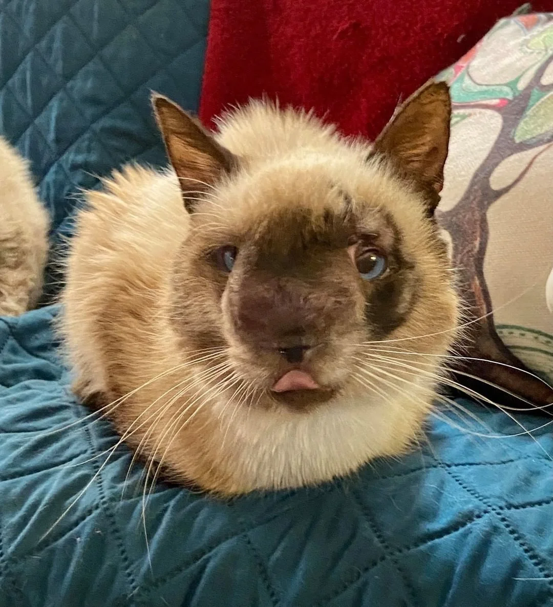 Hermoso gatito es rescatado