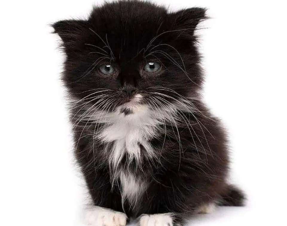 Hermoso gatito esponjoso