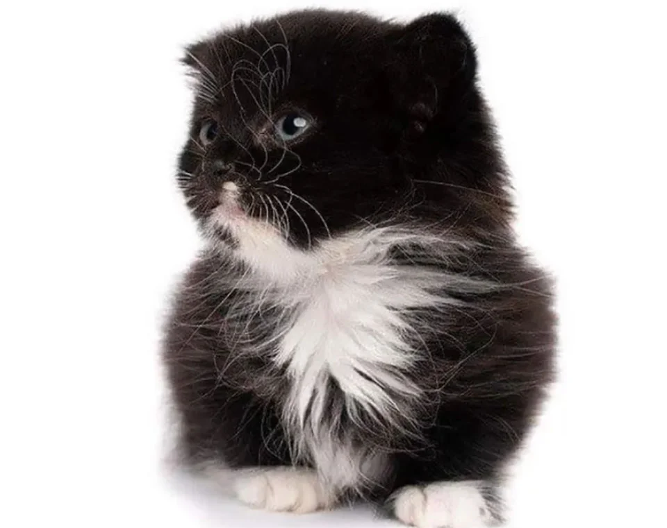 Hermoso gato bebé