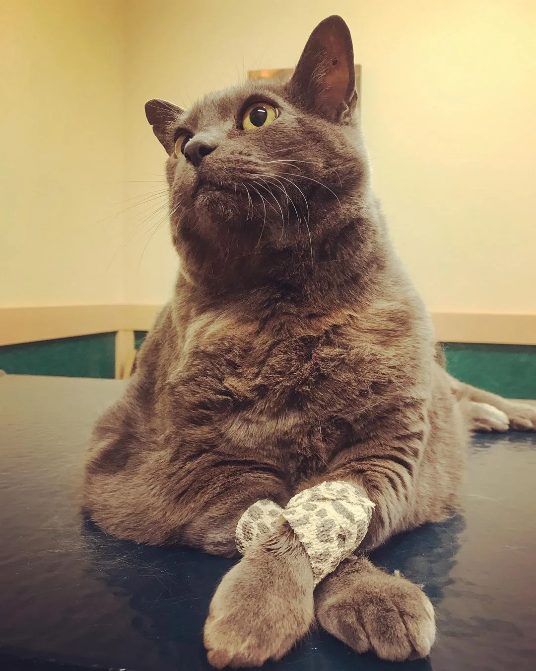 Hermoso gato