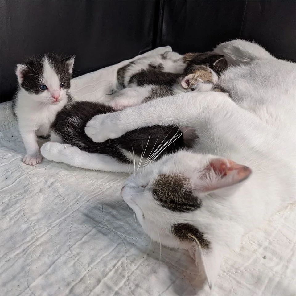 Gatita está dichosa