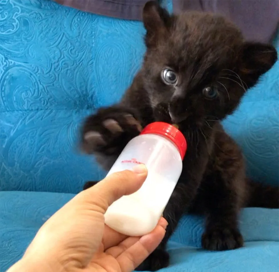 Luna tomando leche