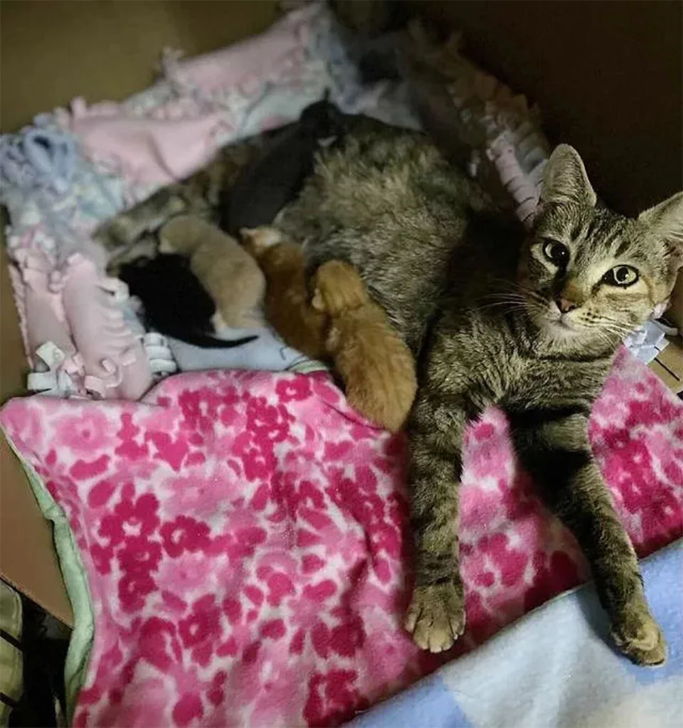 Mamá gata y gatitos