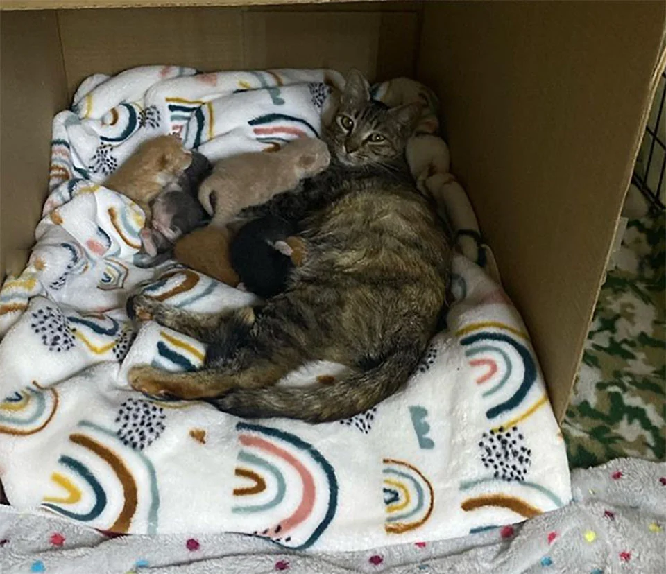 Marigold y bebés