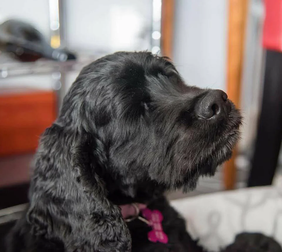 Olive le quitaron ojos