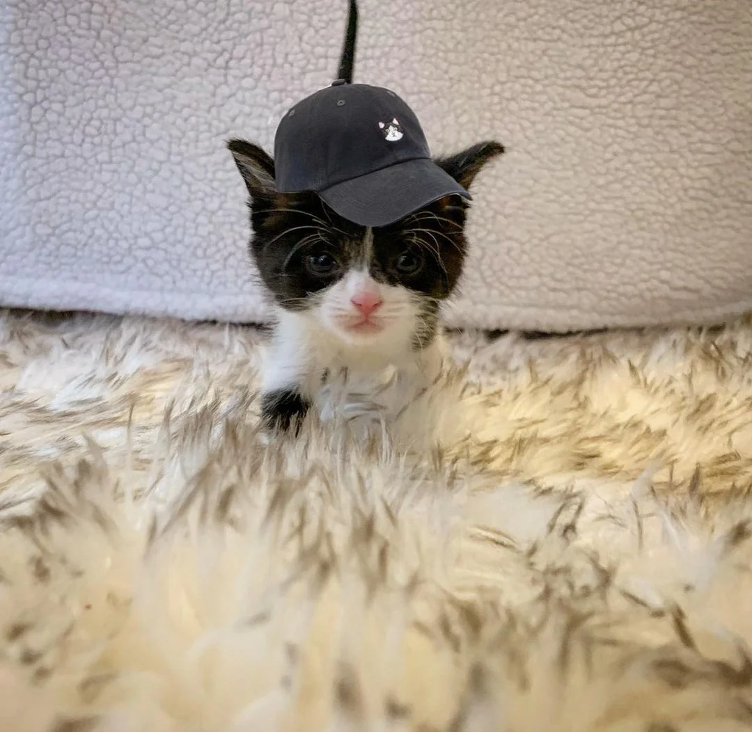 Pequeña gatita con gran personalidad