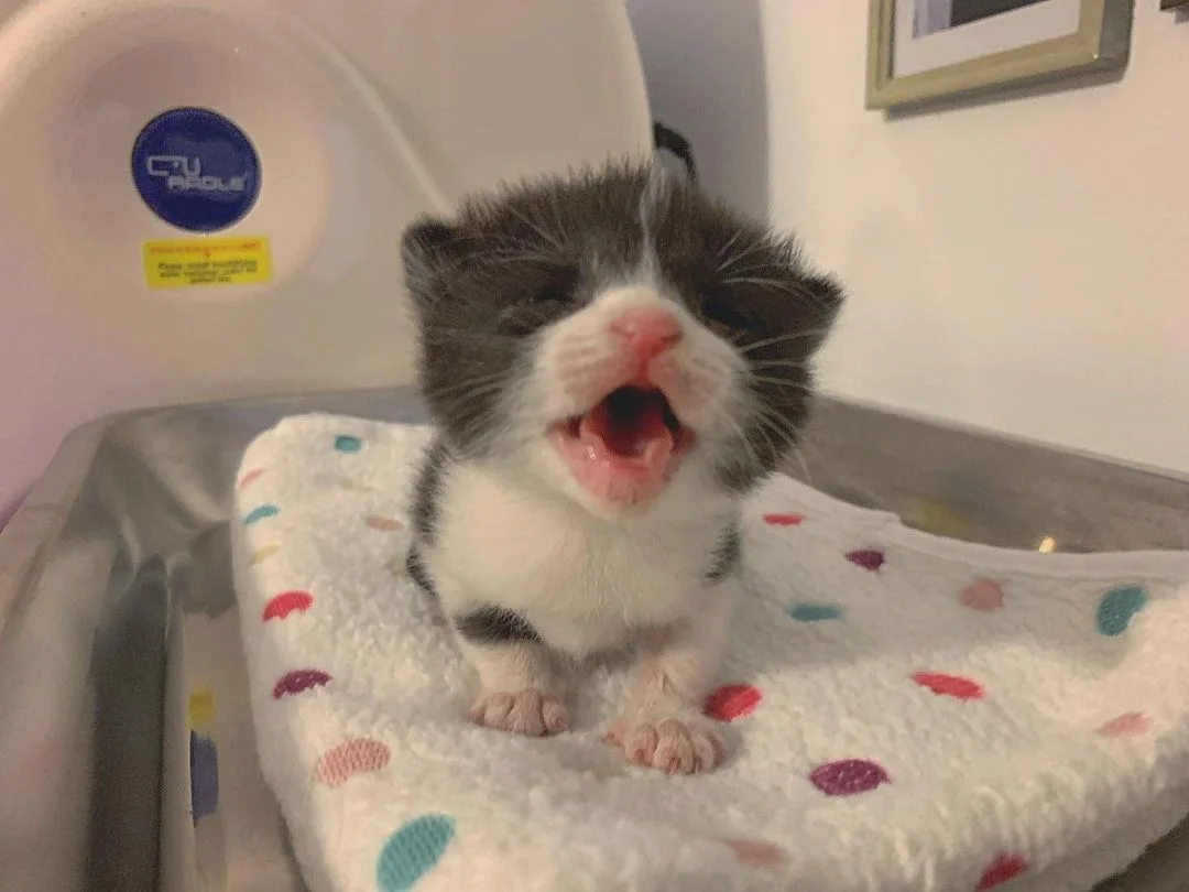 Pequeña gatita