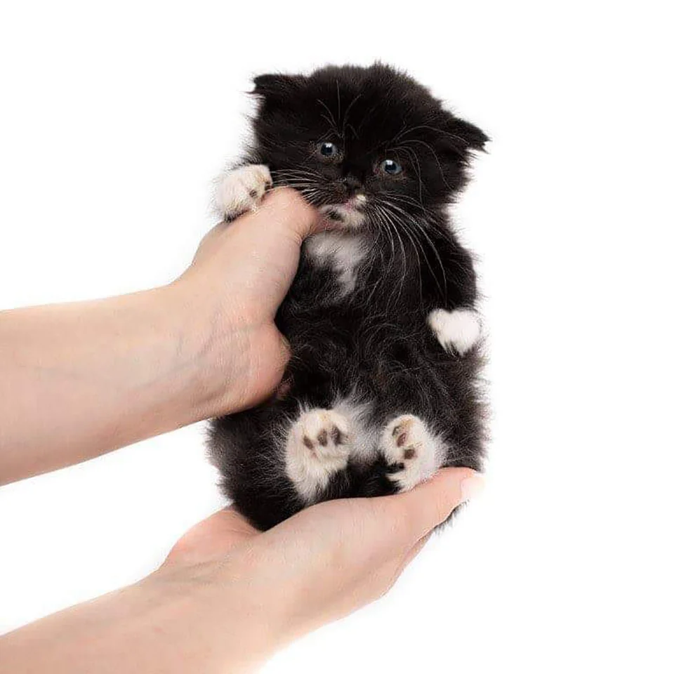 Pequeño gatito que nació con una rara condición