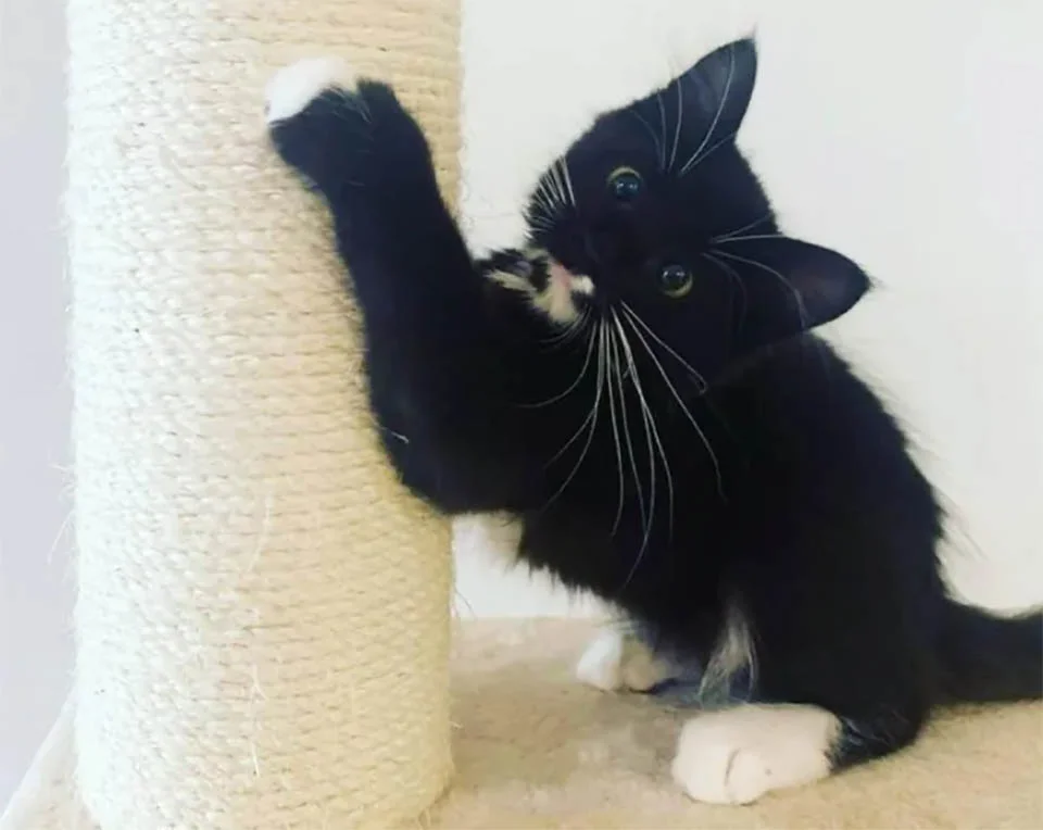 Adorable gato negro