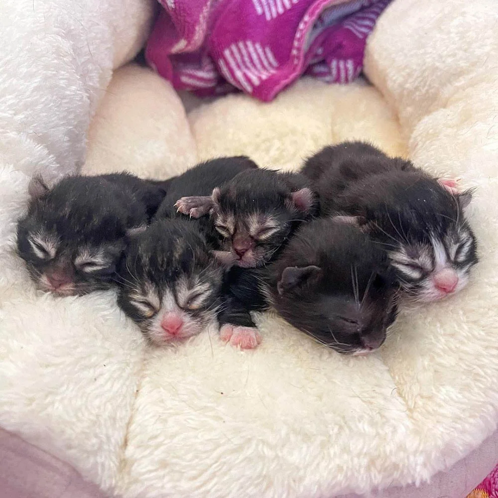 Pequeños bebés gatitos