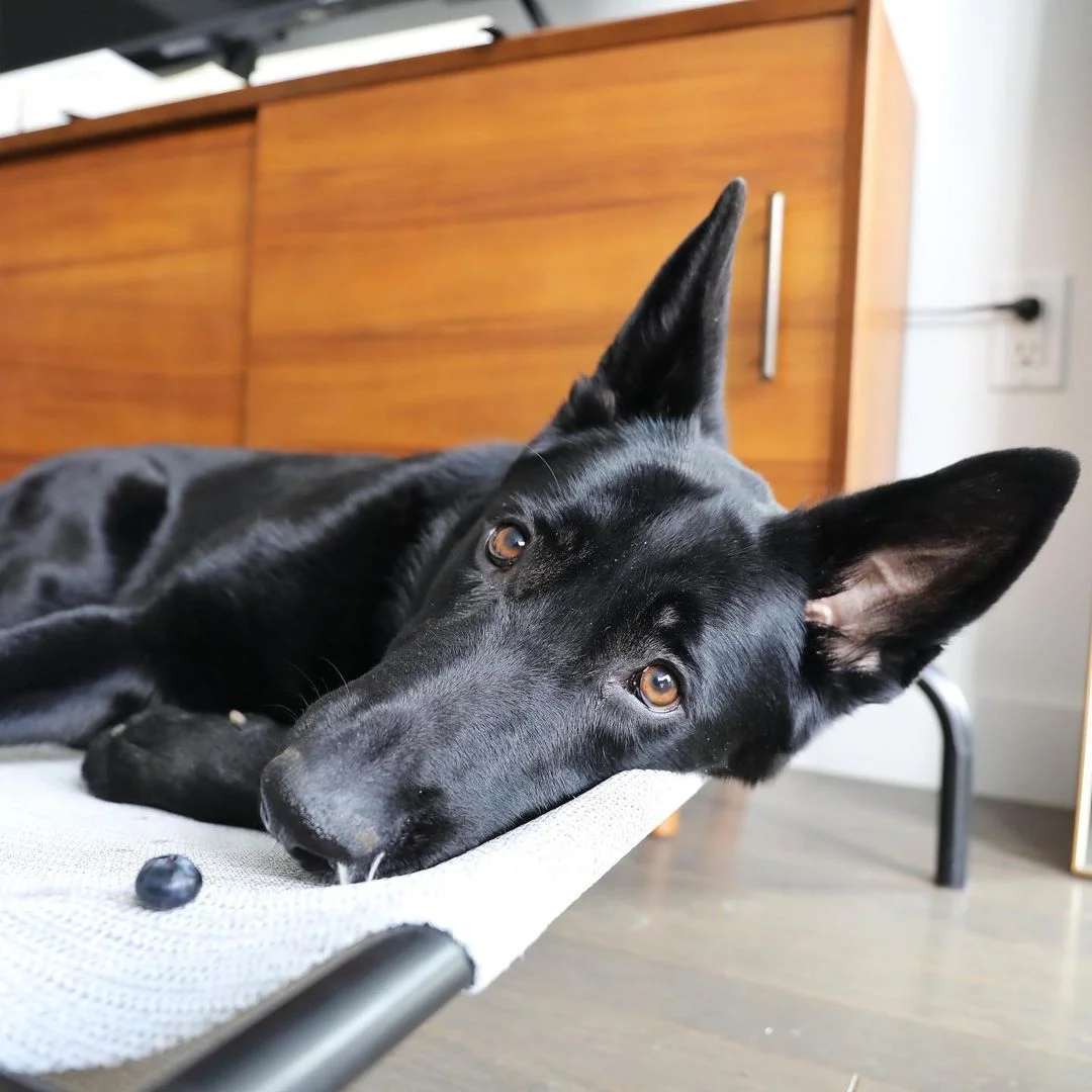 Perrita adora cuidar de todos los arándanos