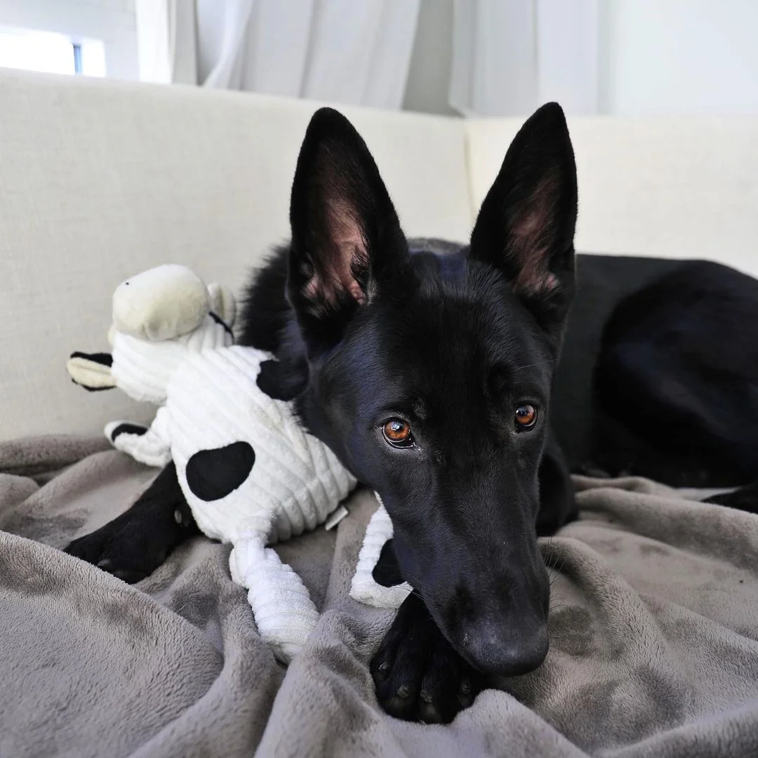 Perrita y su juguete