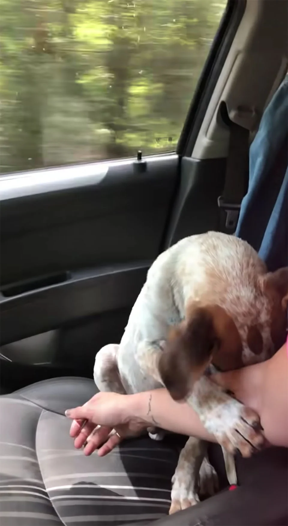 Perrito rescatado