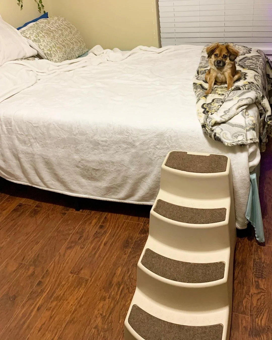 Perrito y su escalera especial