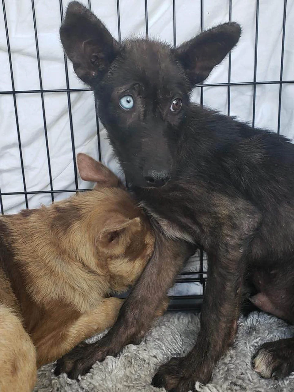 Perritos rescatados