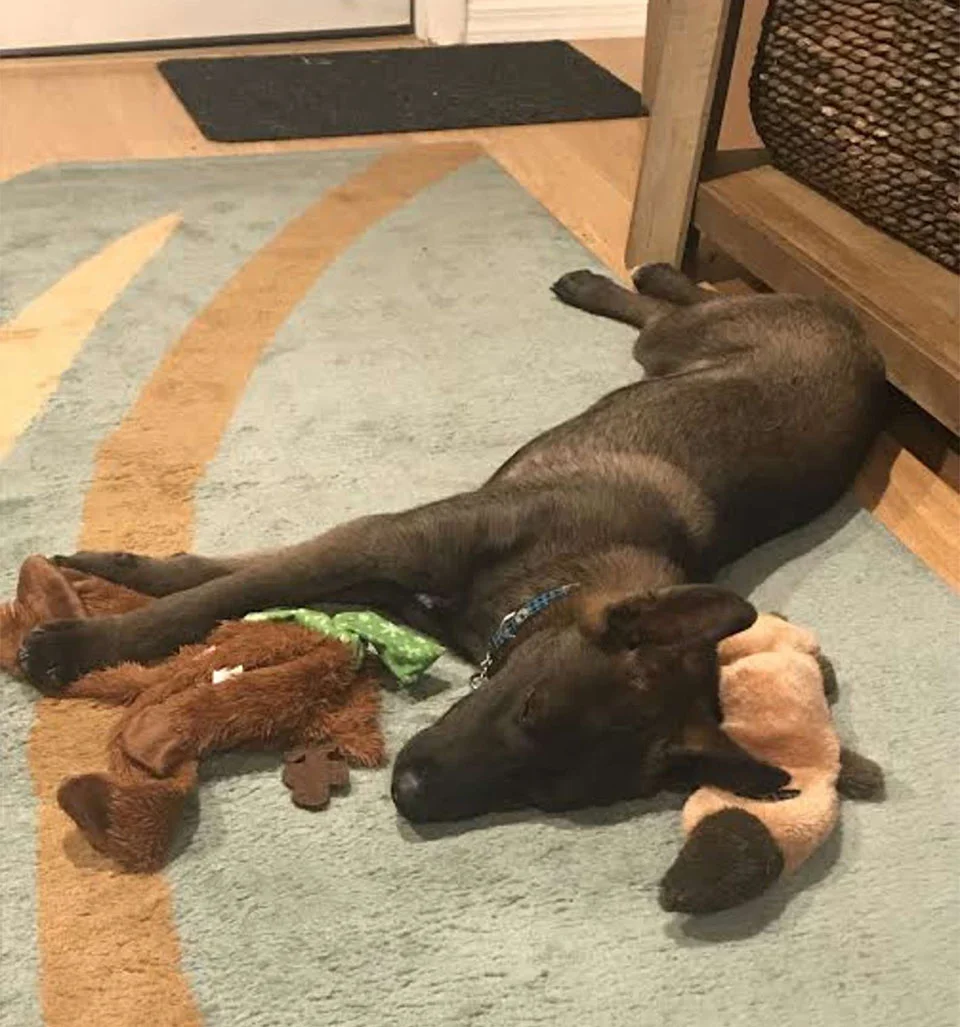 Perro enfermo aterrorizado recuperado